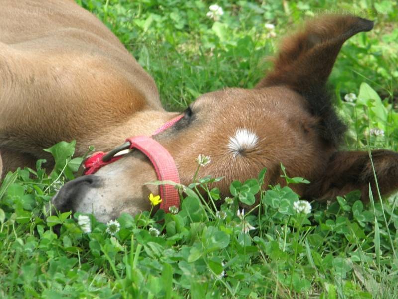 horse resting in grass