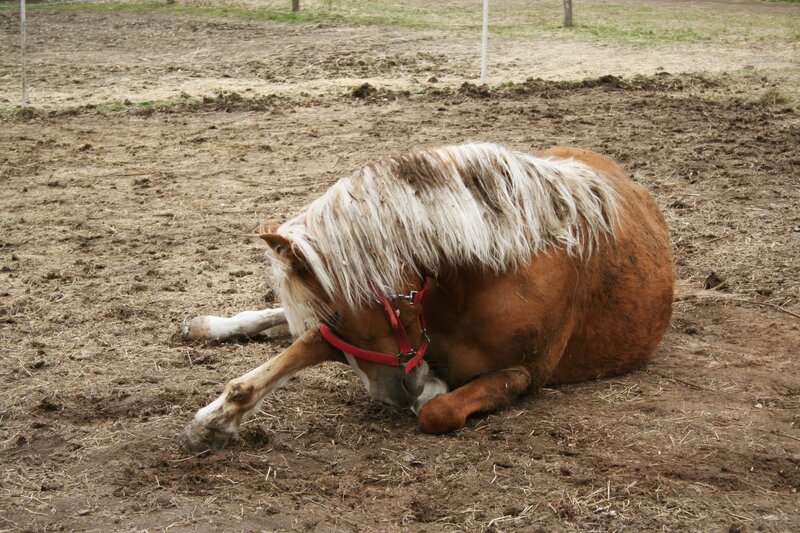 Horse resting on the ground