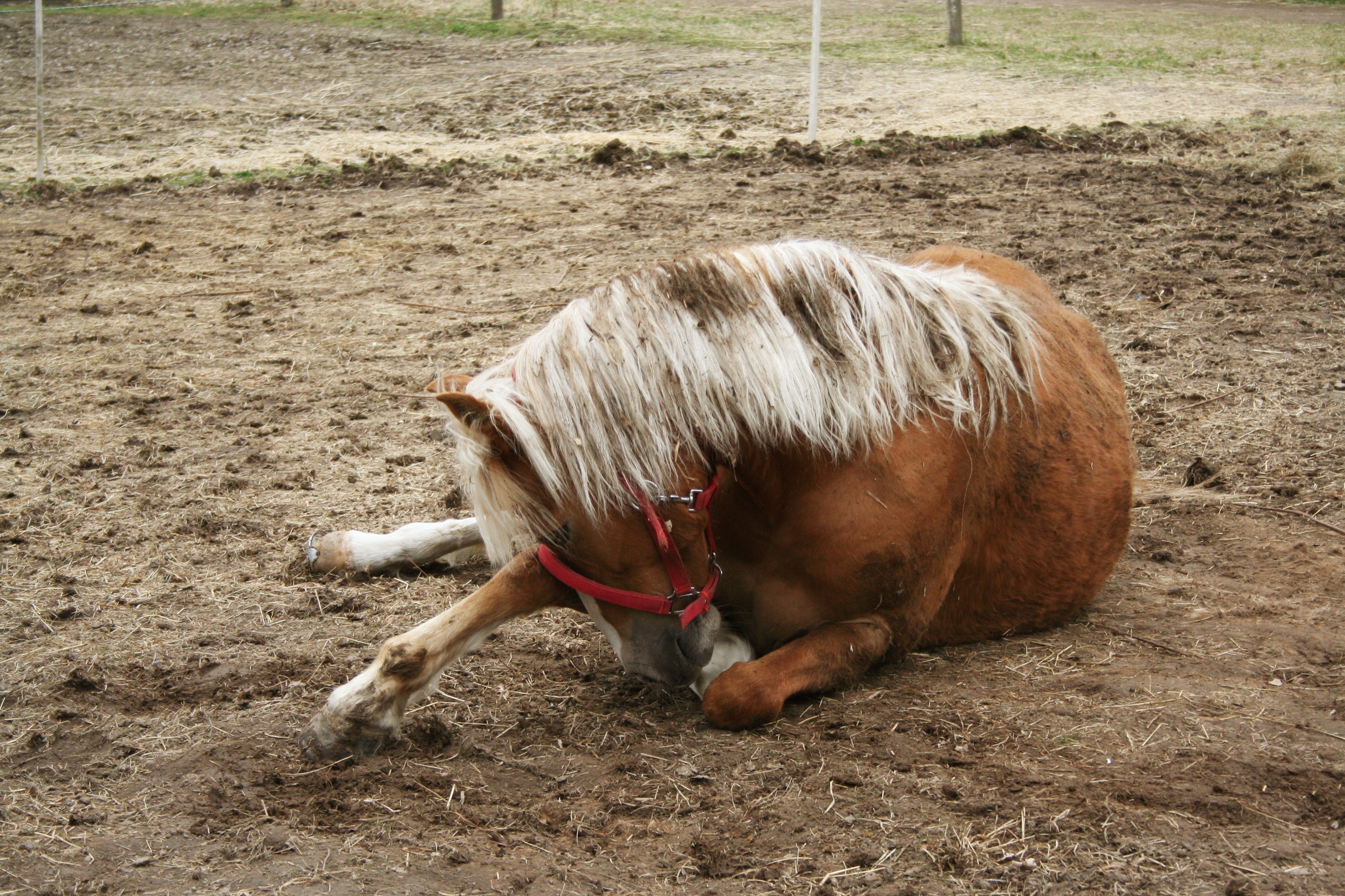 Horse resting on the ground