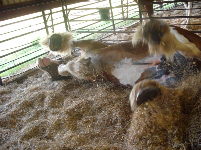 horse rolling in a stall