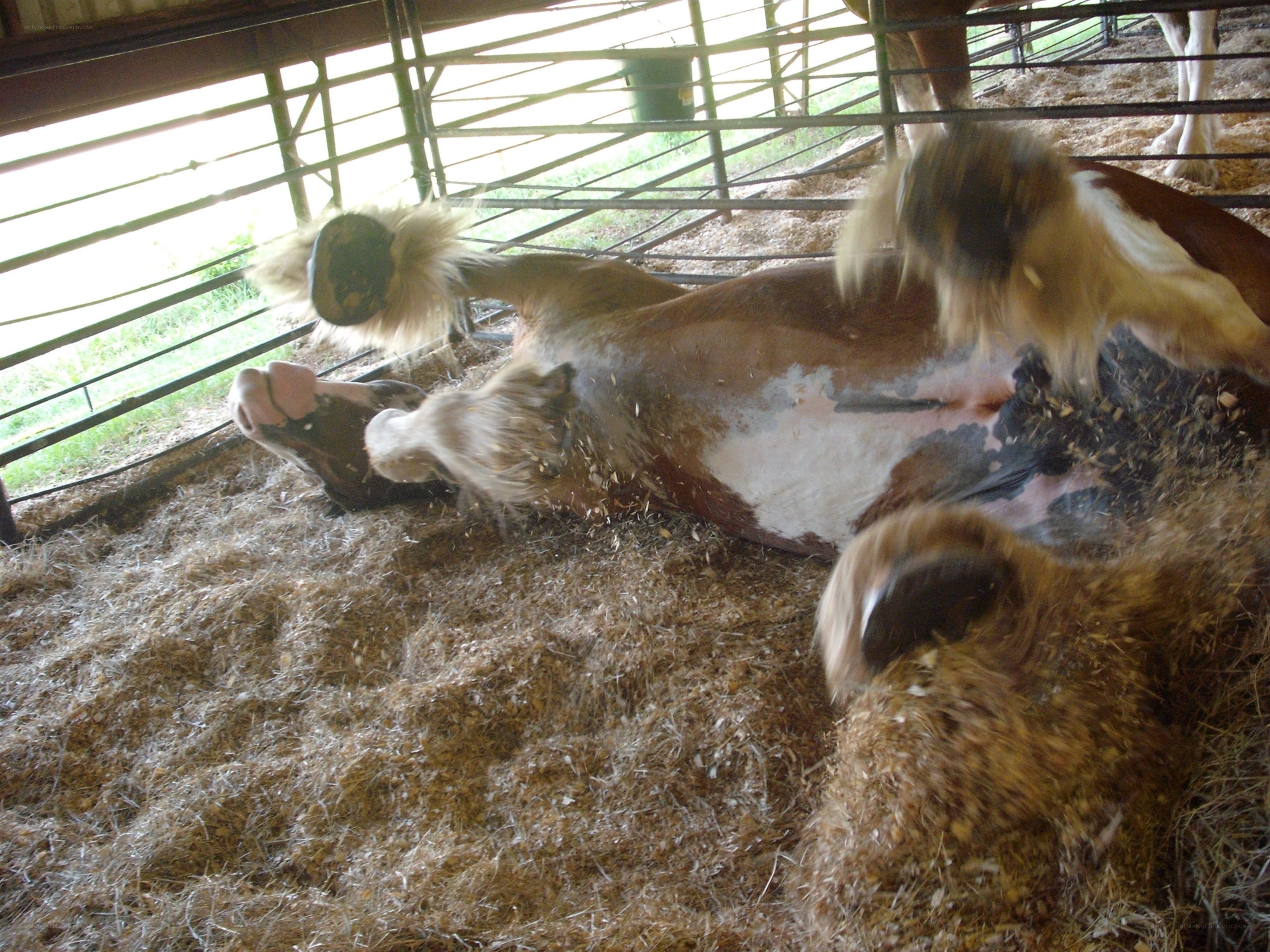 horse rolling in a stall