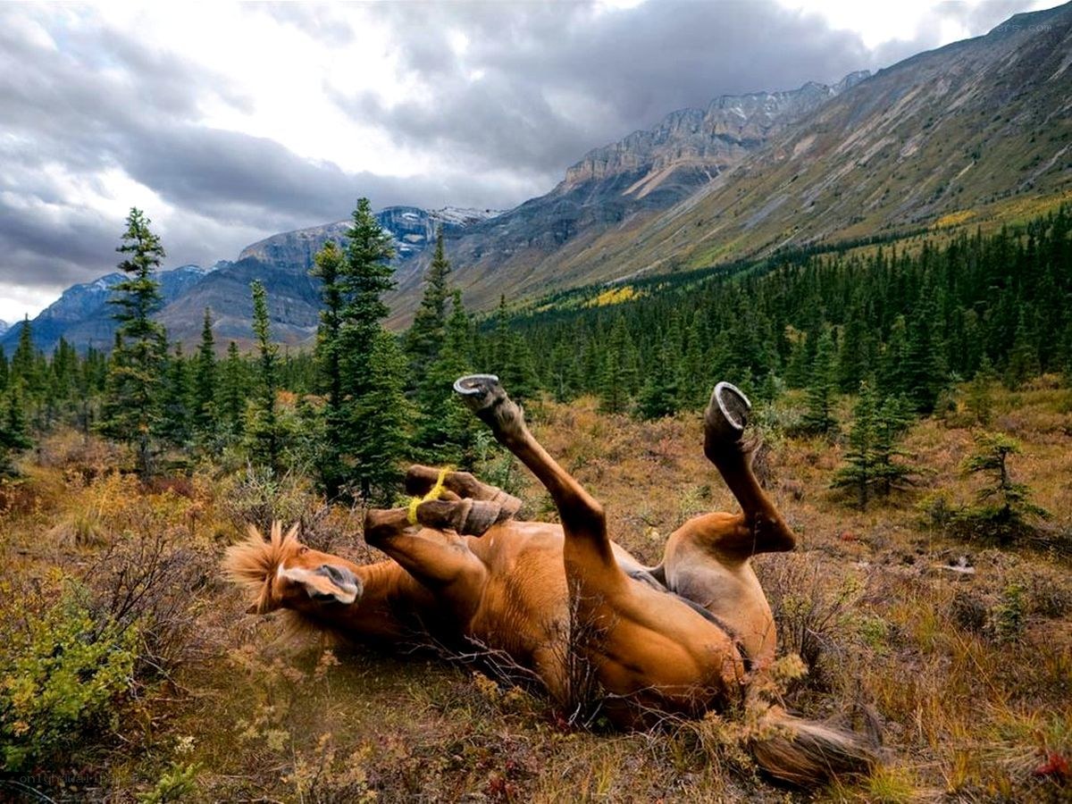 horse rolling in mountain valley