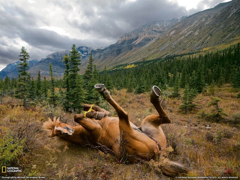 Horse rolling in mountain valley