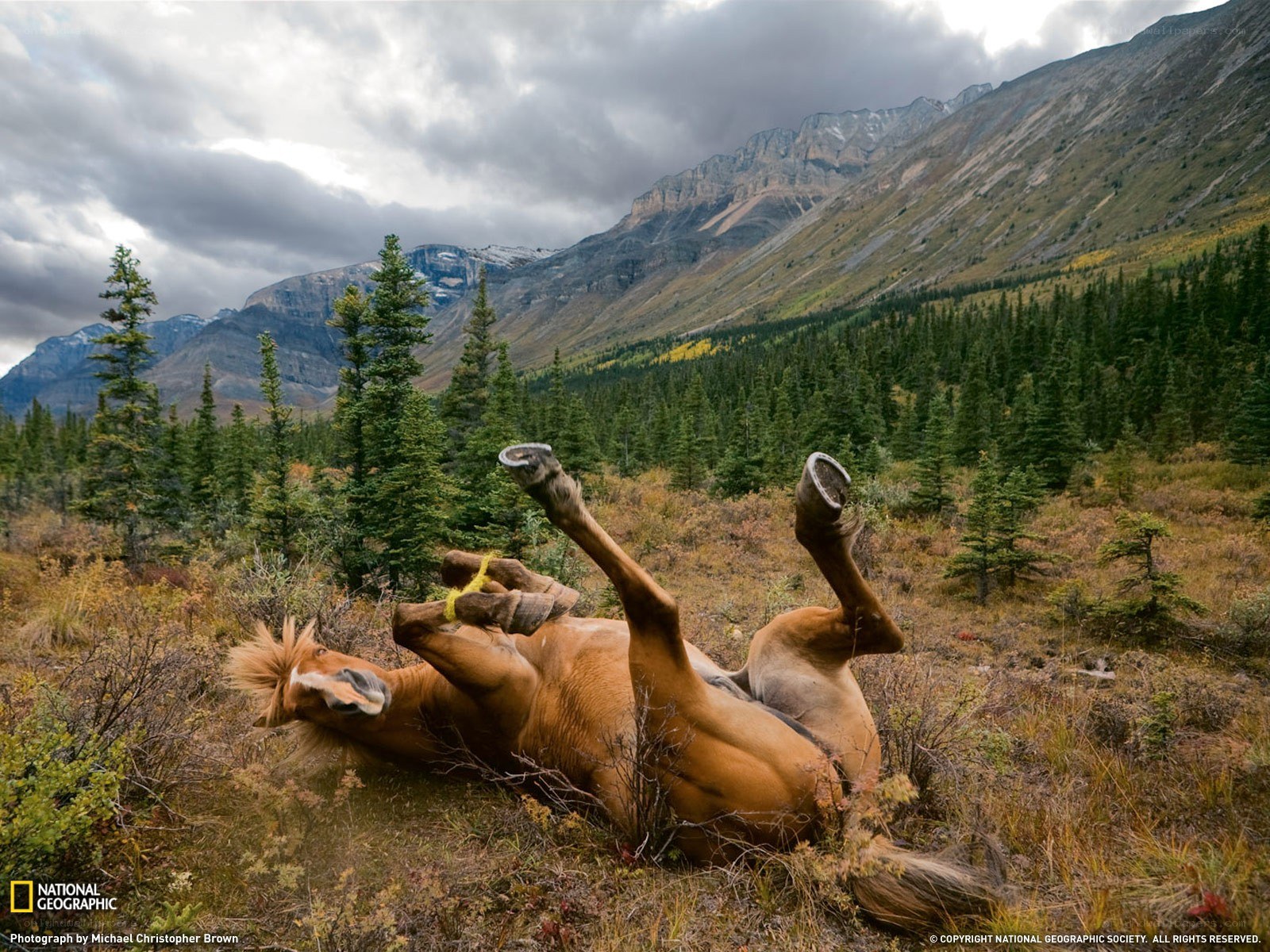 Horse rolling in mountain valley