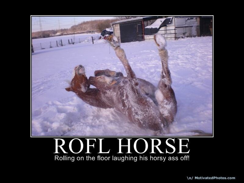 horse rolling in snow
