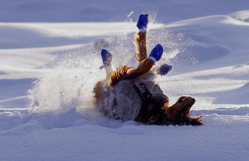 Horse Rolling in Snow — White
