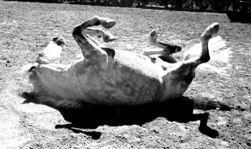 horse rolling on ground