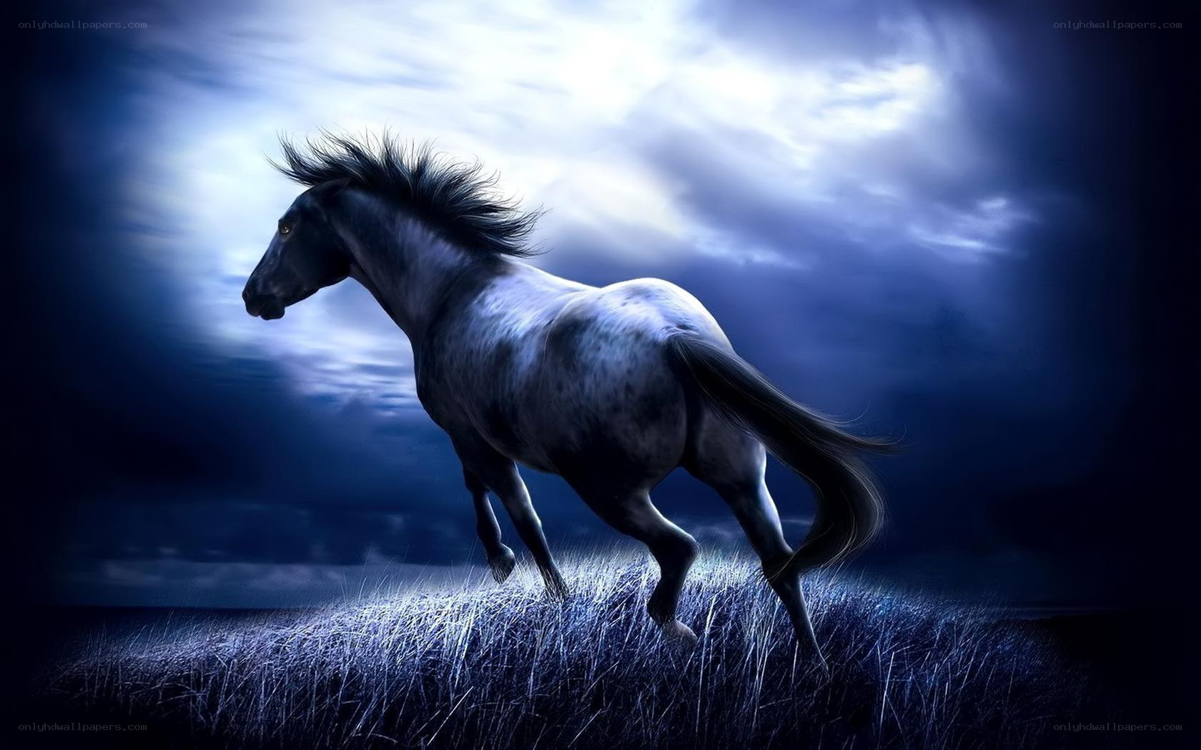 horse running at night