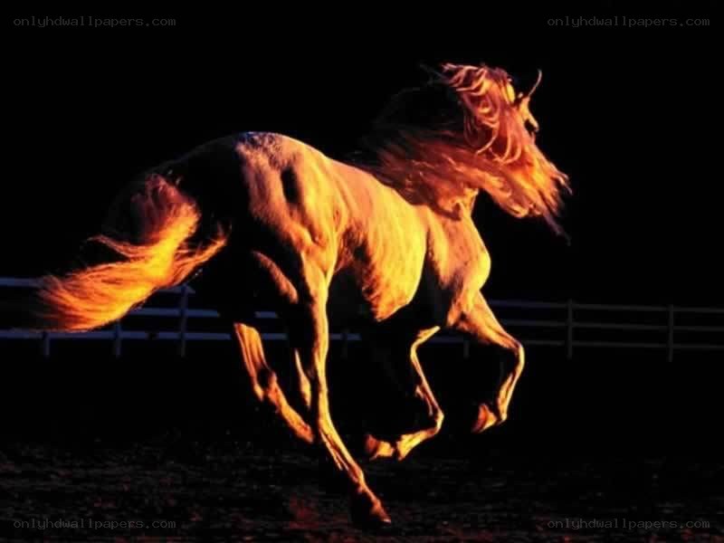 horse running at night