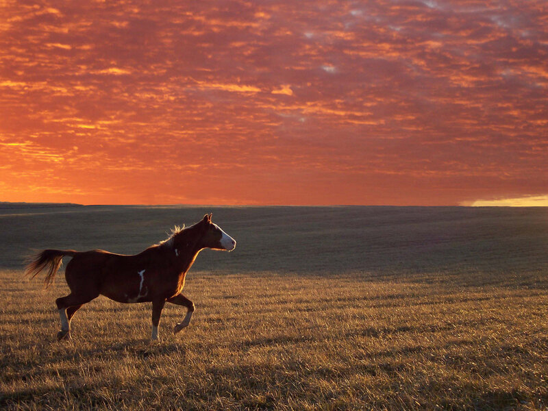 horse running at sunset