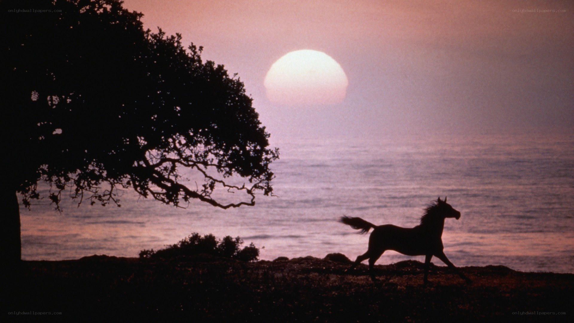 horse running at sunset