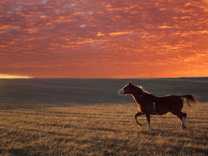 horse running at sunset