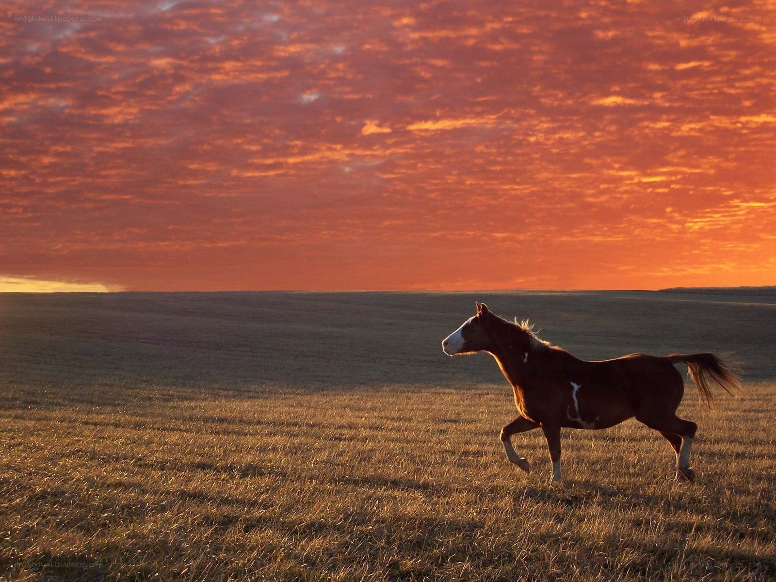 horse running at sunset