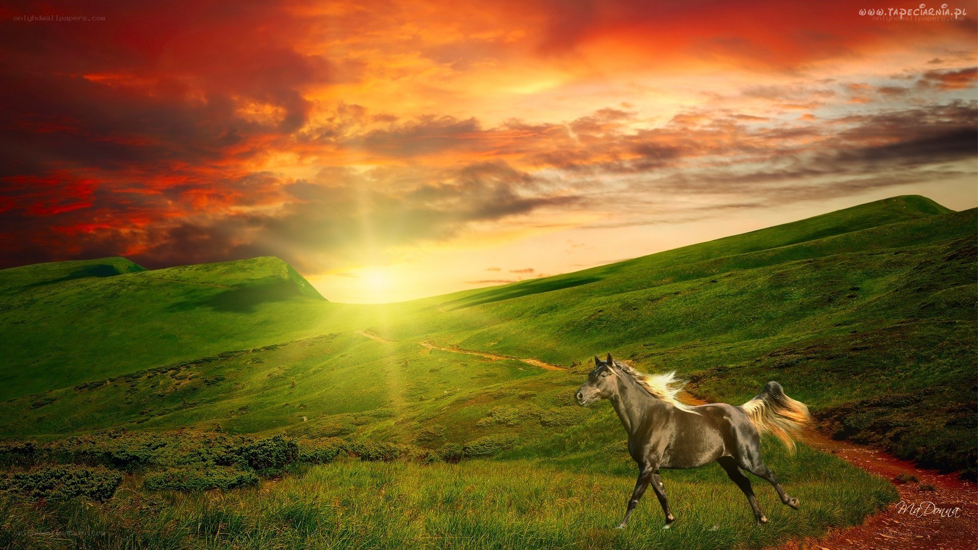 Horse running at sunset