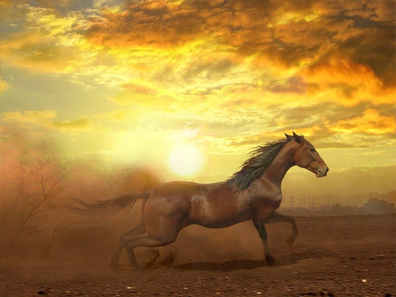 horse running at sunset