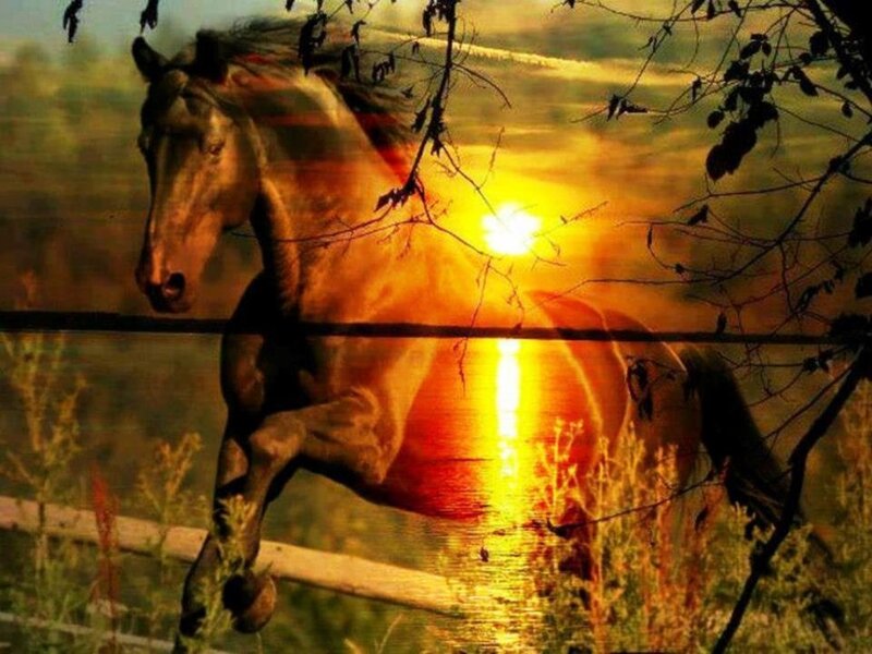 Horse Running at Sunset — Orange