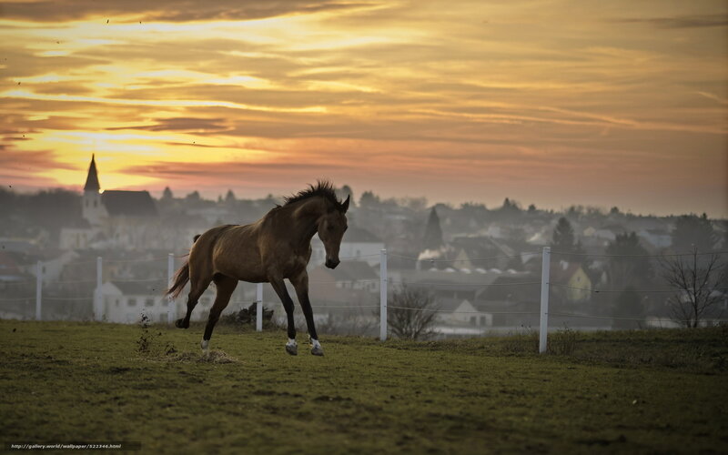 horse running at sunset