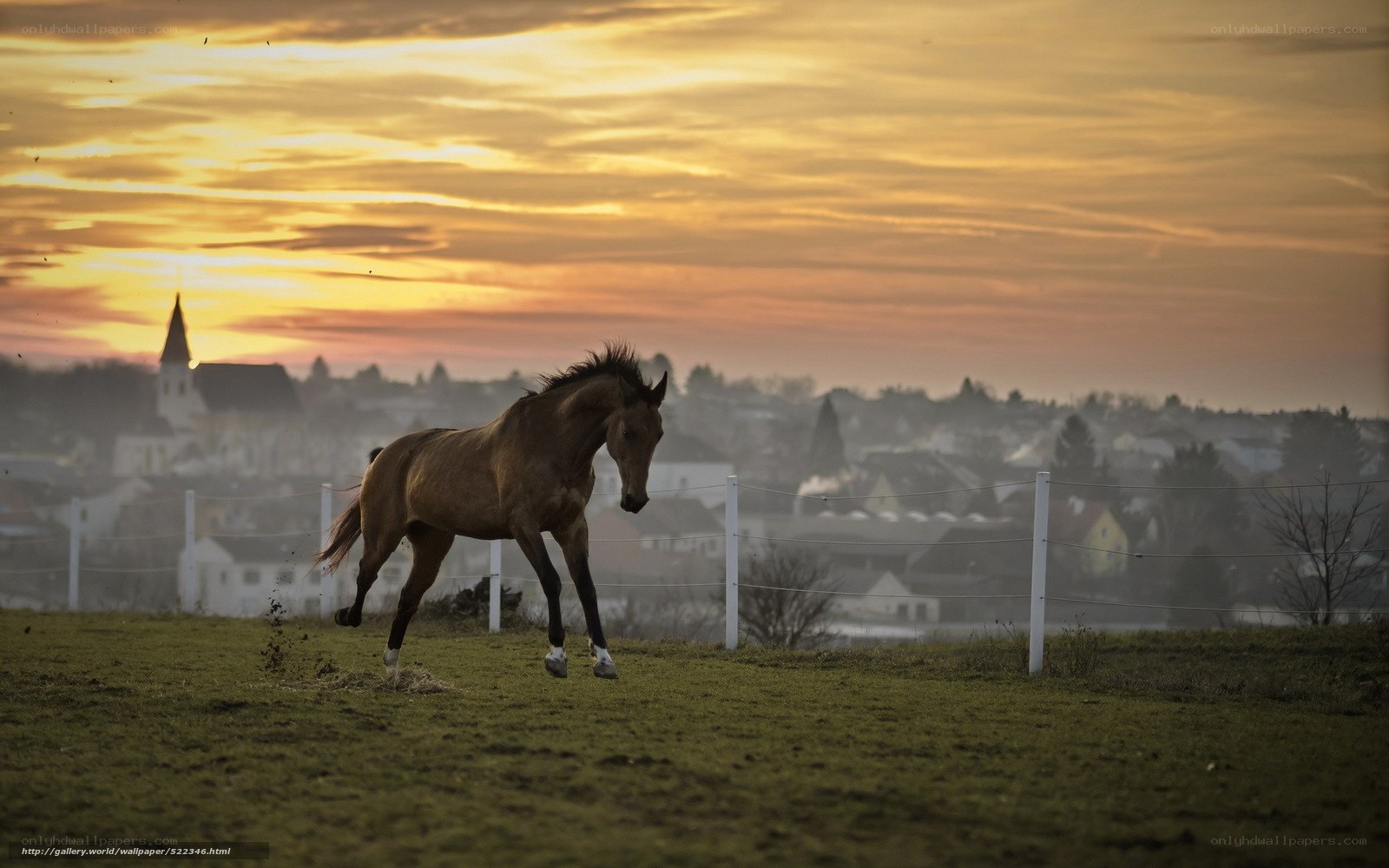 horse running at sunset