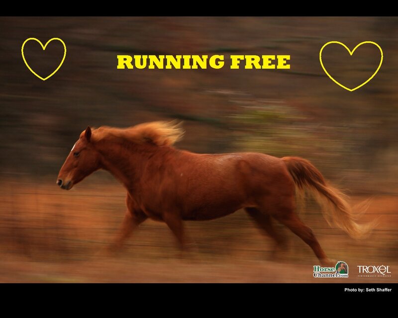horse running free