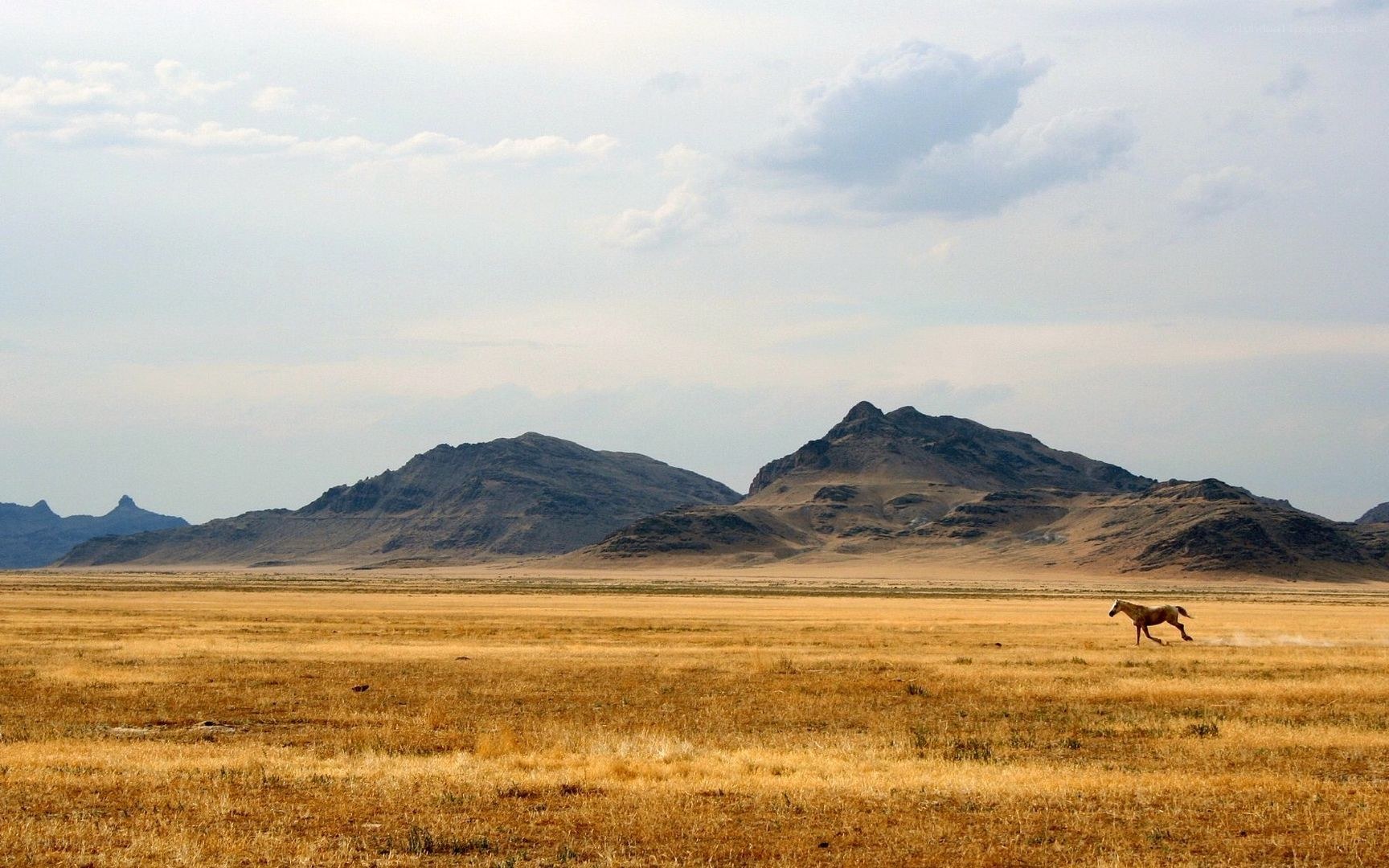 horse running in a desert
