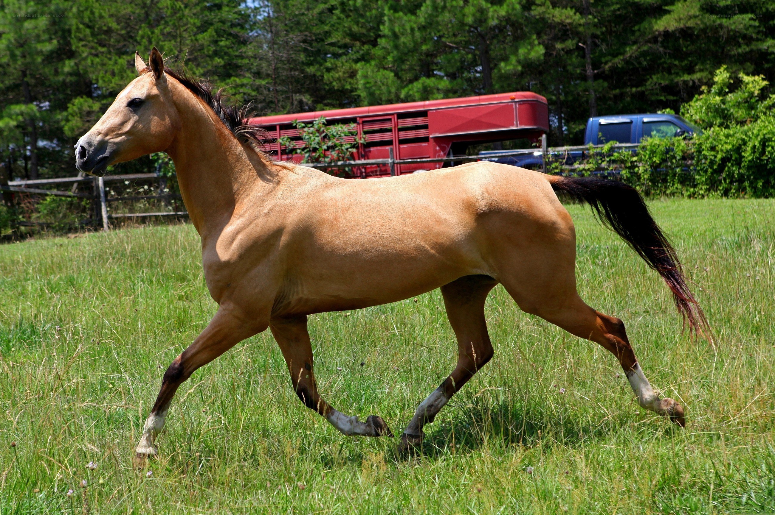 horse running in a field