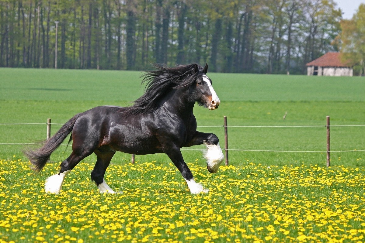 horse running in a field