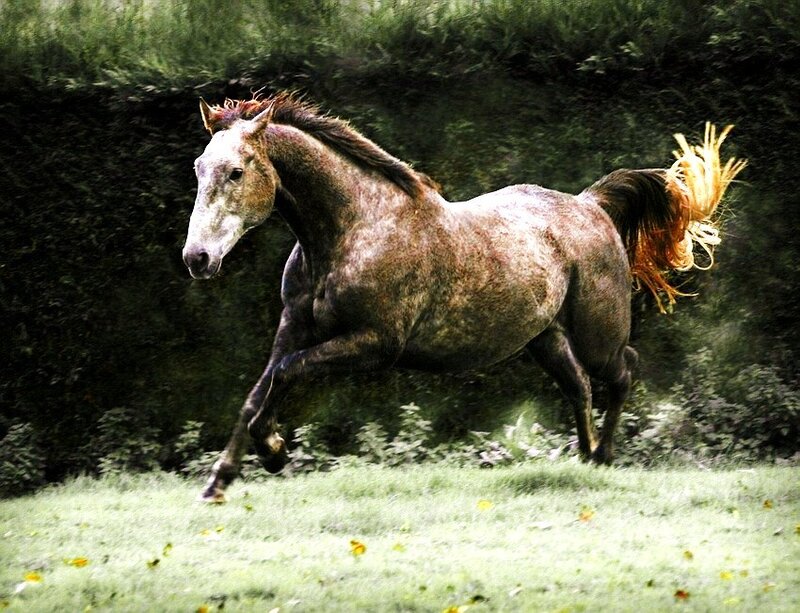 horse running in a field
