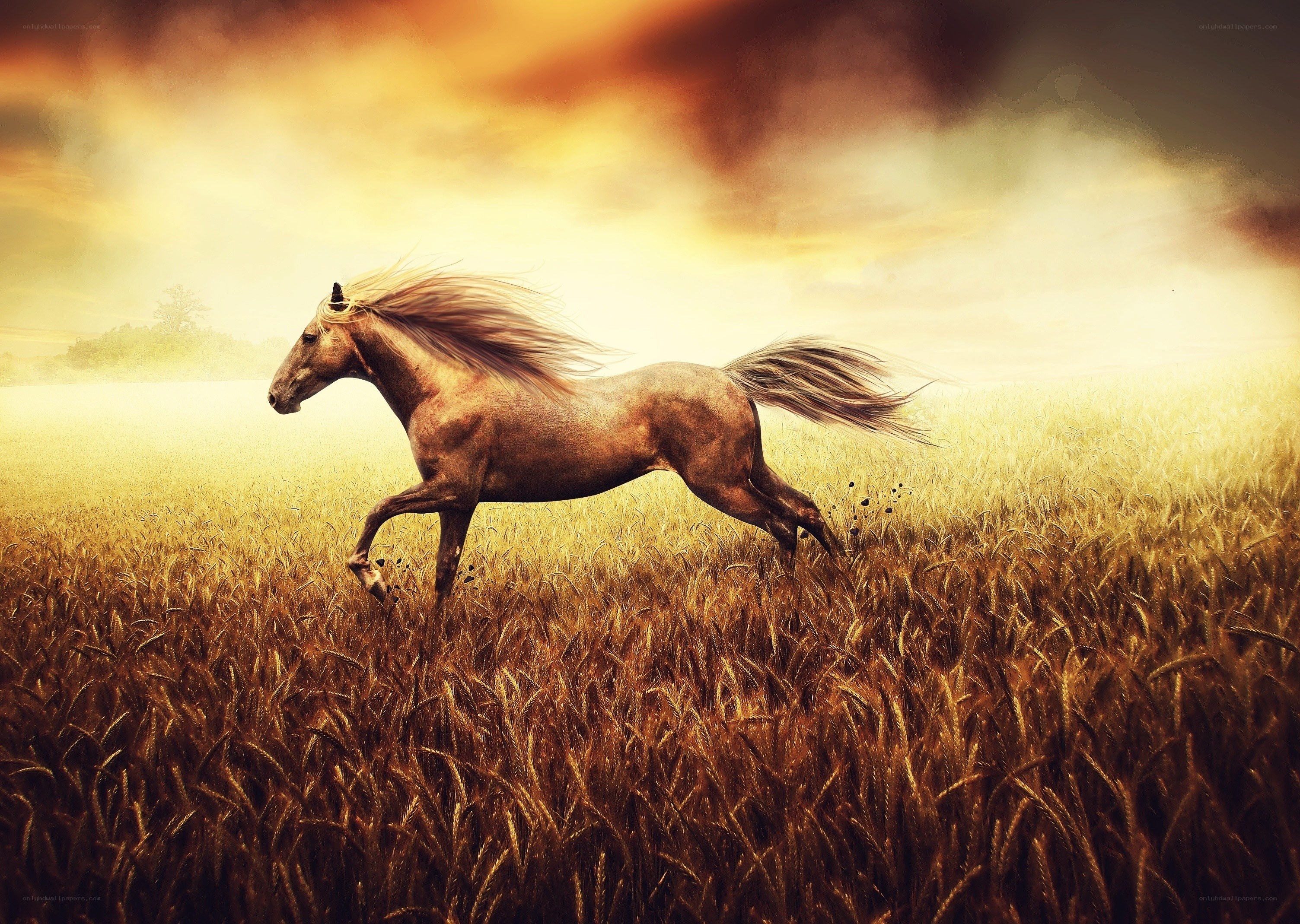 horse running in a field