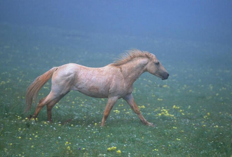 horse running in a meadow
