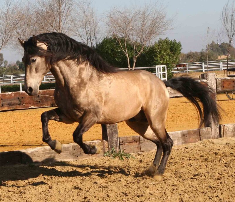 horse running in a paddock