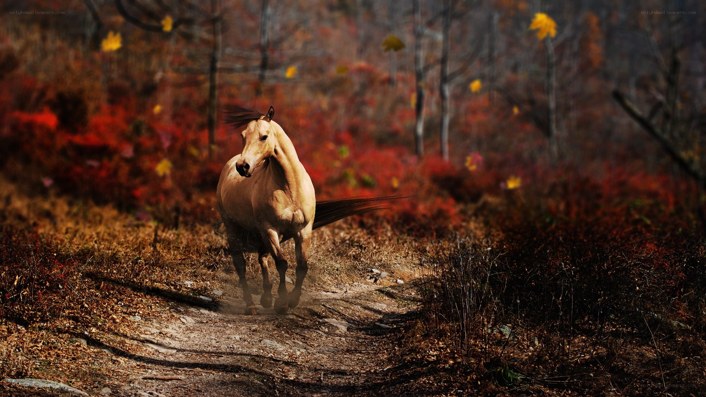 horse running in autumn forest