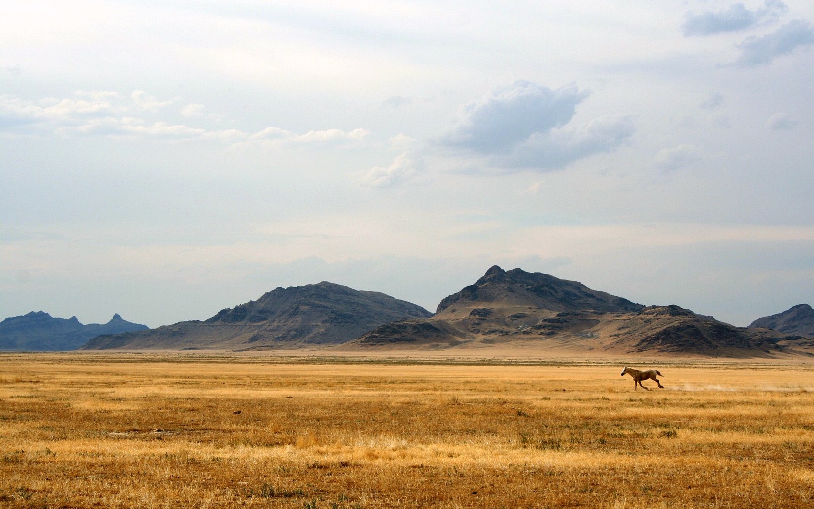 horse running in desert