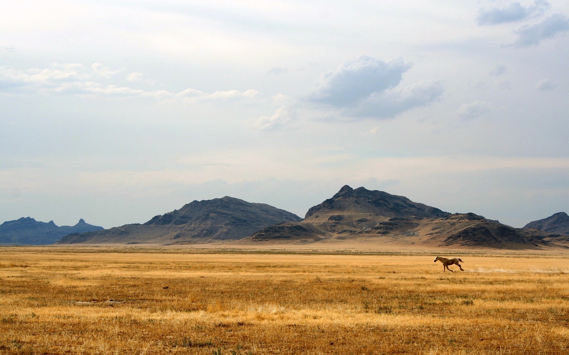 horse running in desert