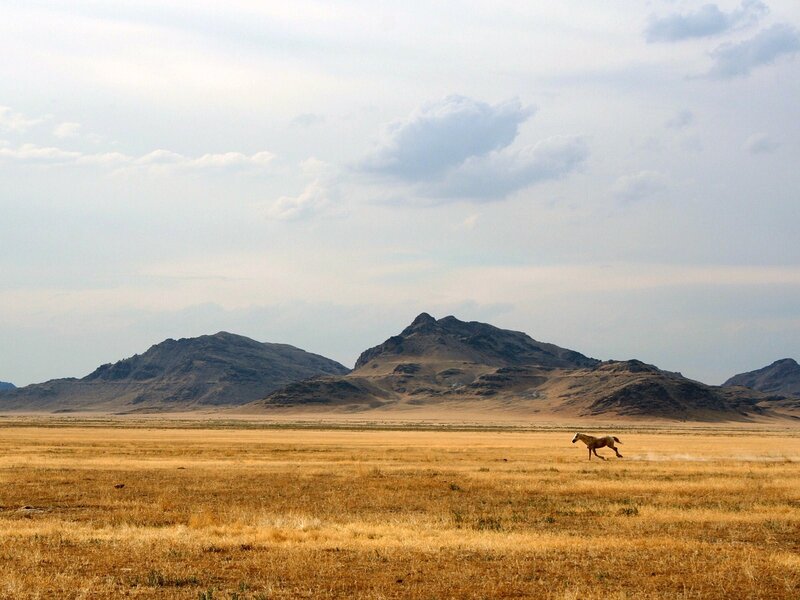 horse running in desert