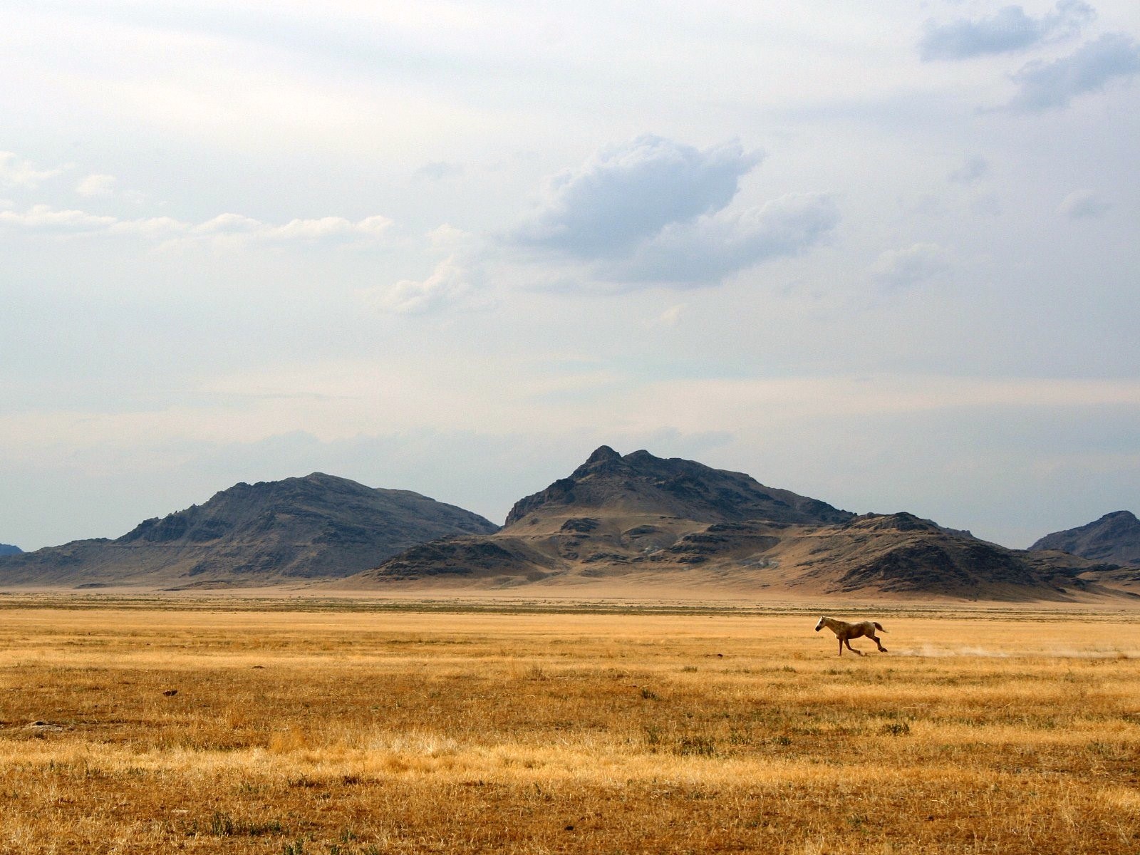 horse running in desert