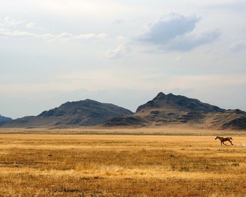 horse running in desert landscape