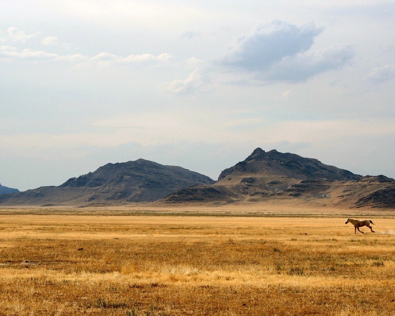 horse running in desert landscape