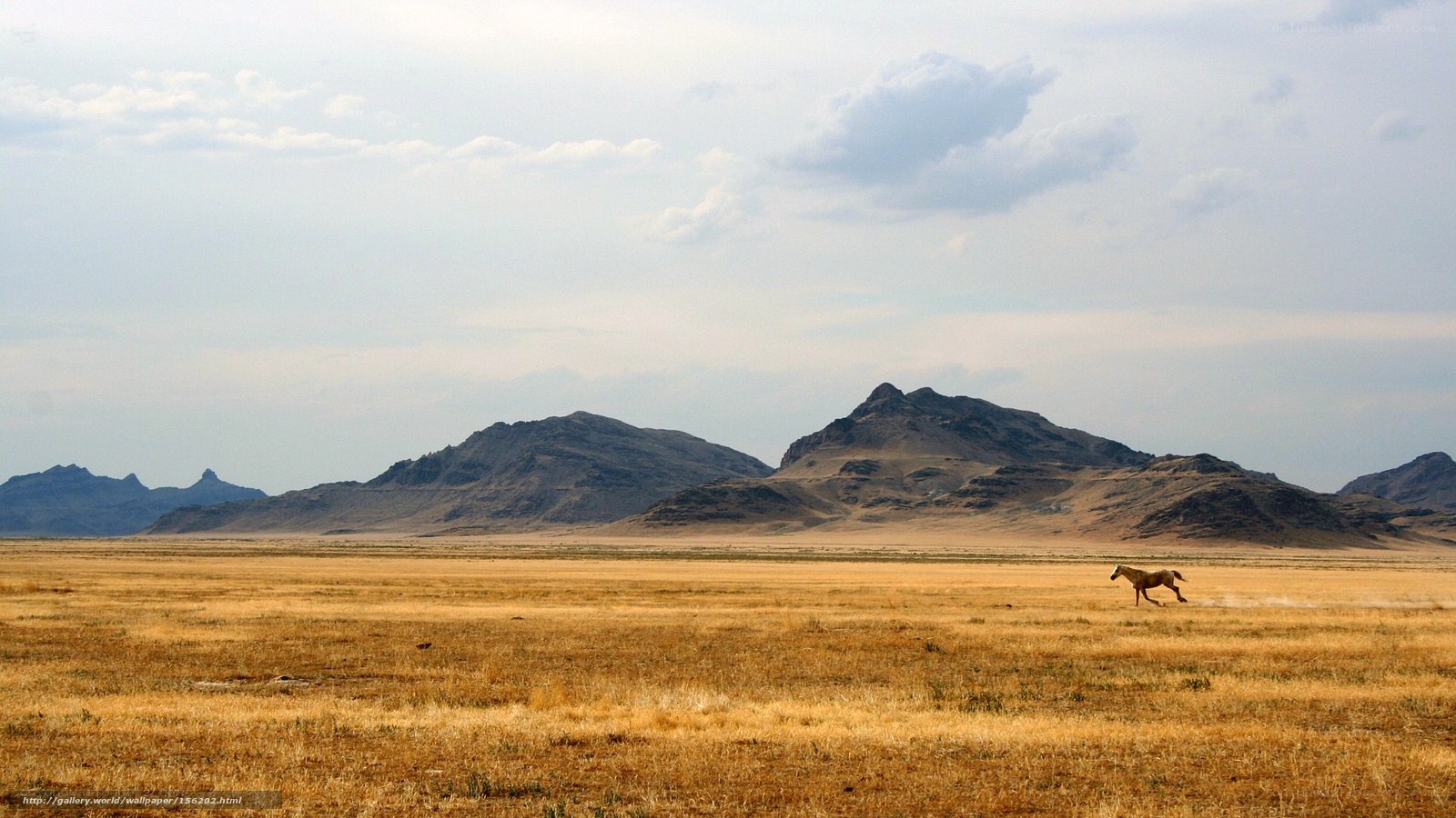 horse running in desert landscape