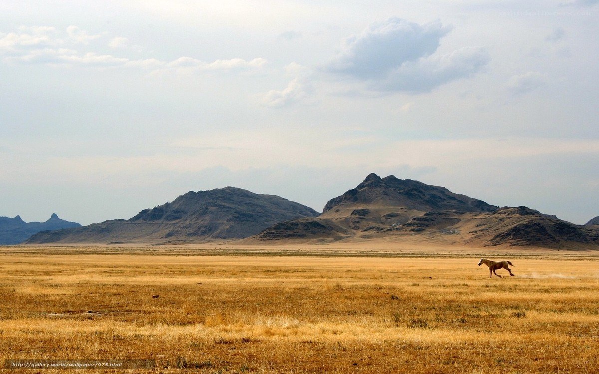 horse running in desert