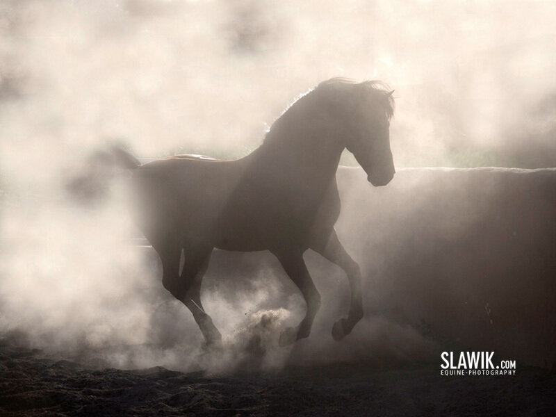 Horse Running in Dust — Brown