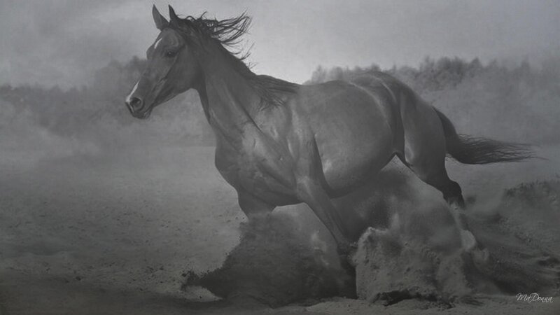 horse running in dust