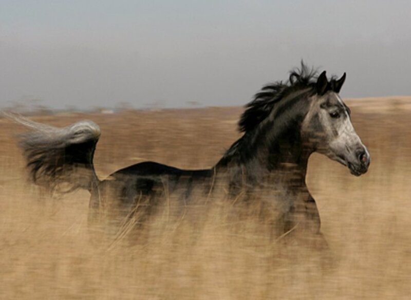 horse running in field