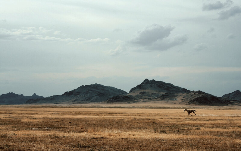 Horse Running in Field — Brown, Desolate