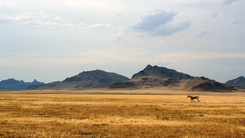 Horse Running in Field — Brown, Open, Afternoon