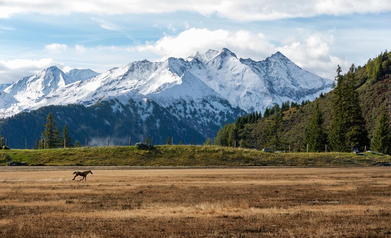 Horse Running in Field — Brown, Serene