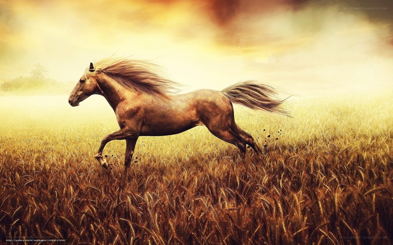 horse running in field