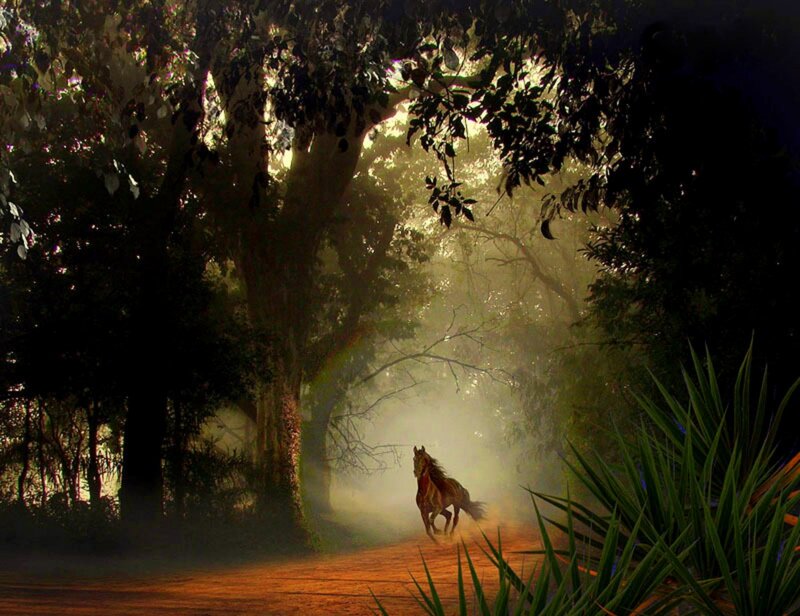 Horse Running in Forest
