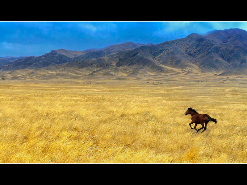horse running in golden field