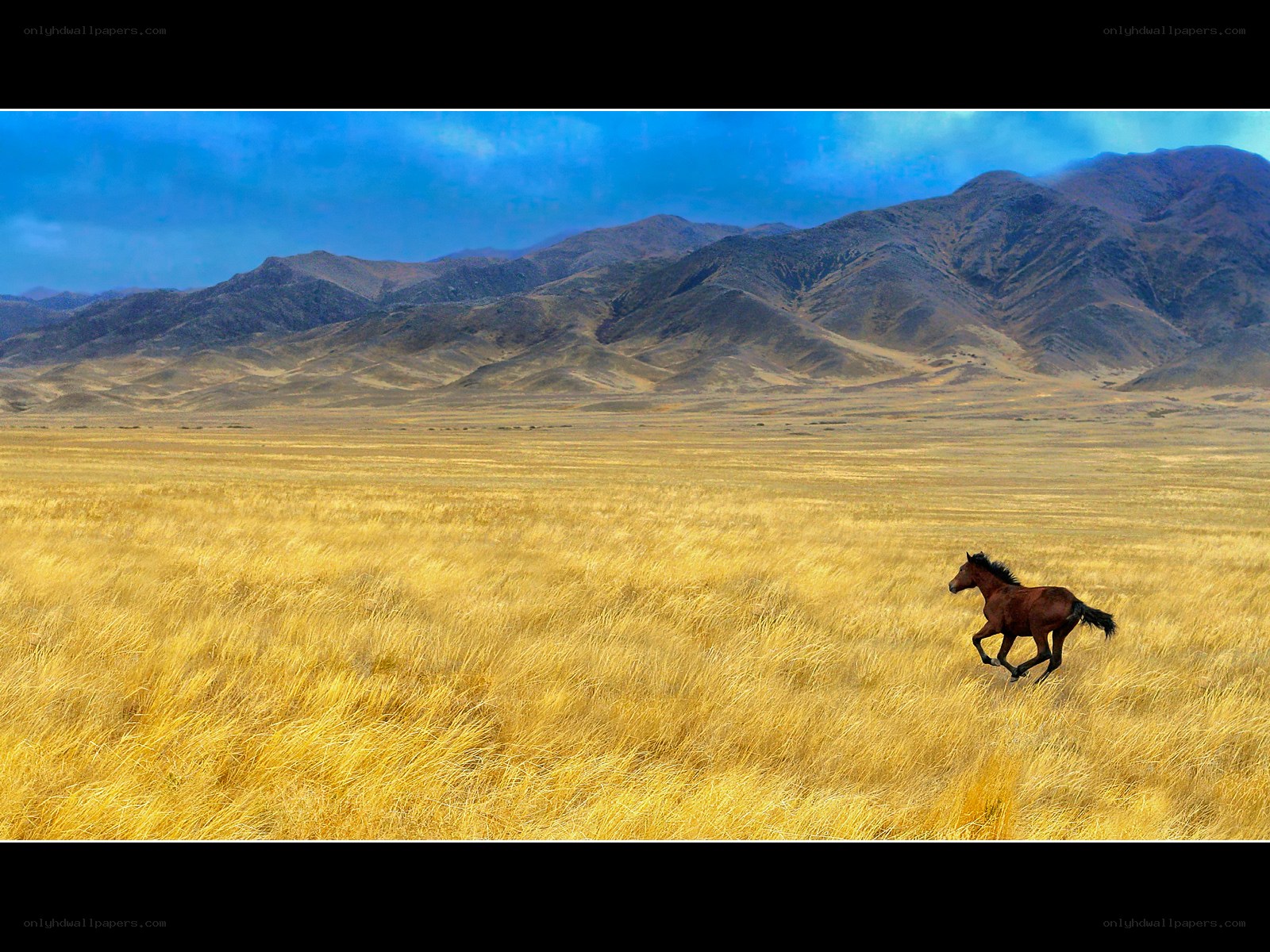 horse running in golden field