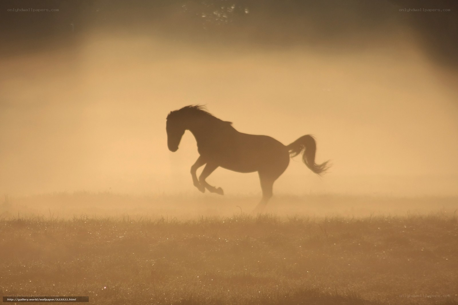 horse running in mist